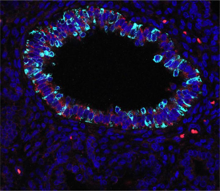 Cells undergoing maturation in the human embryonic lung