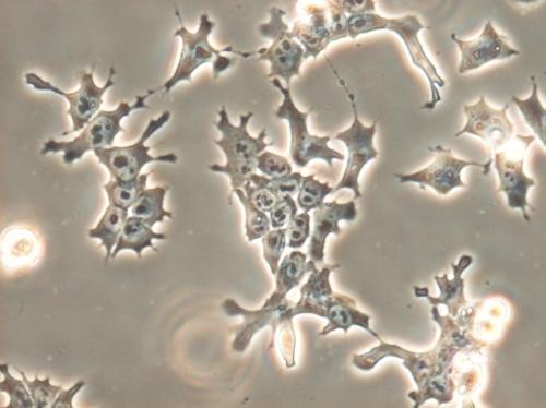 Les cellules souches embryonnaires