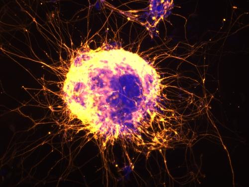 Neural cells emerging from mouse embryonic stem cells