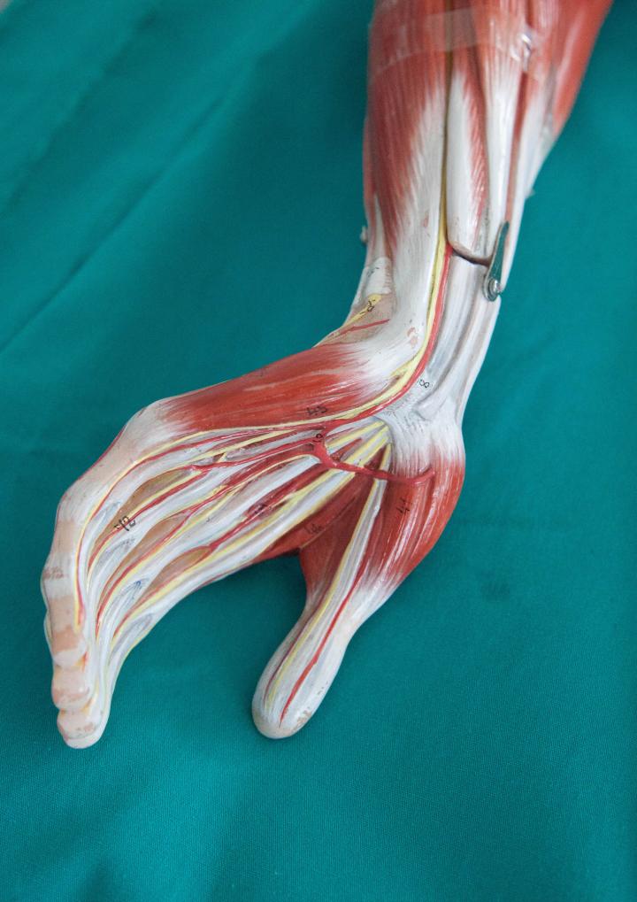 Anatomy of a Hand