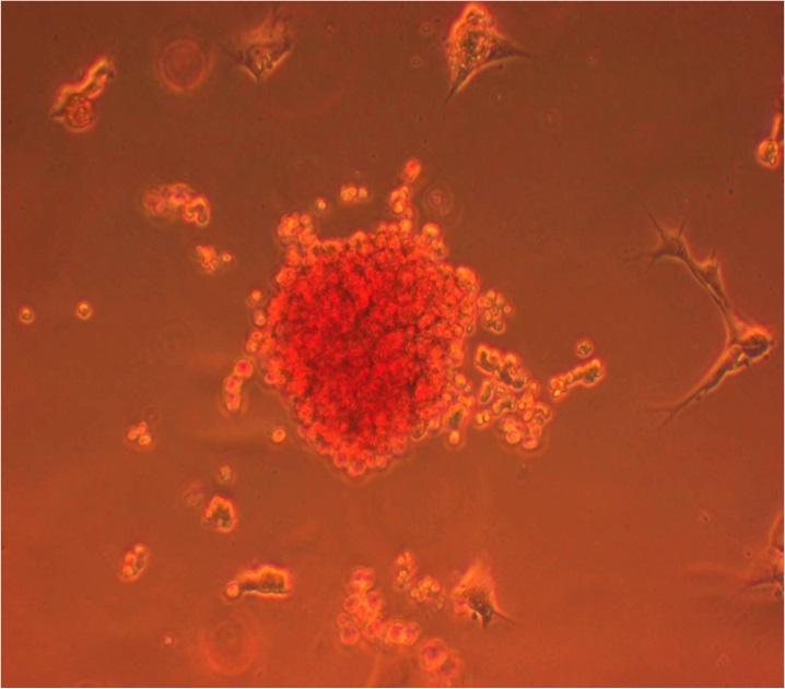 Mature blood cells