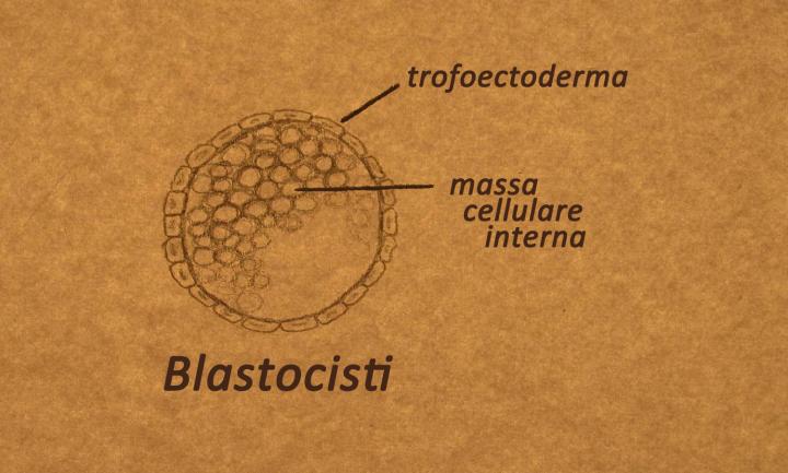 Massa cellulare interna in una blastocisti