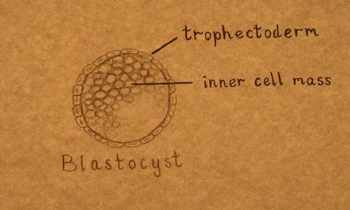 Inner cell mass in a blastocyst