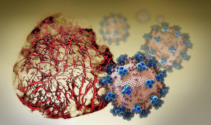 Virus-infected blood vessel organoids