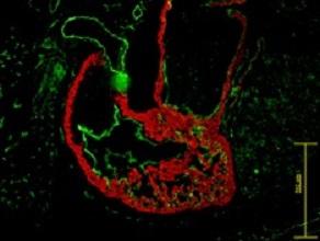 I cardiomiociti in questo cuore di topo durante lo sviluppo possono essere identificati usando proteine sulla superfice delle cellule.