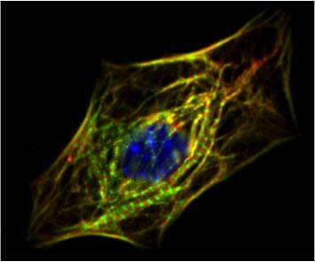 A cardiomyocyte (heart muscle cell) obtained from stem cells and identified using a 'bar code' of proteins found on the surface of the cells