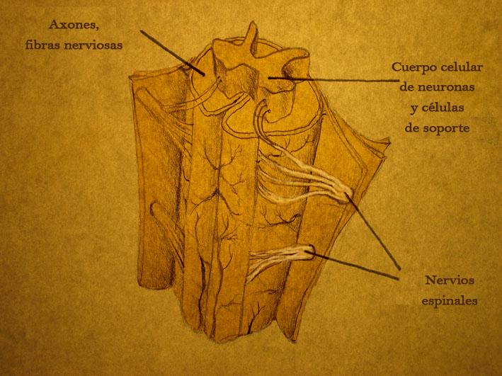 La médula espinal
