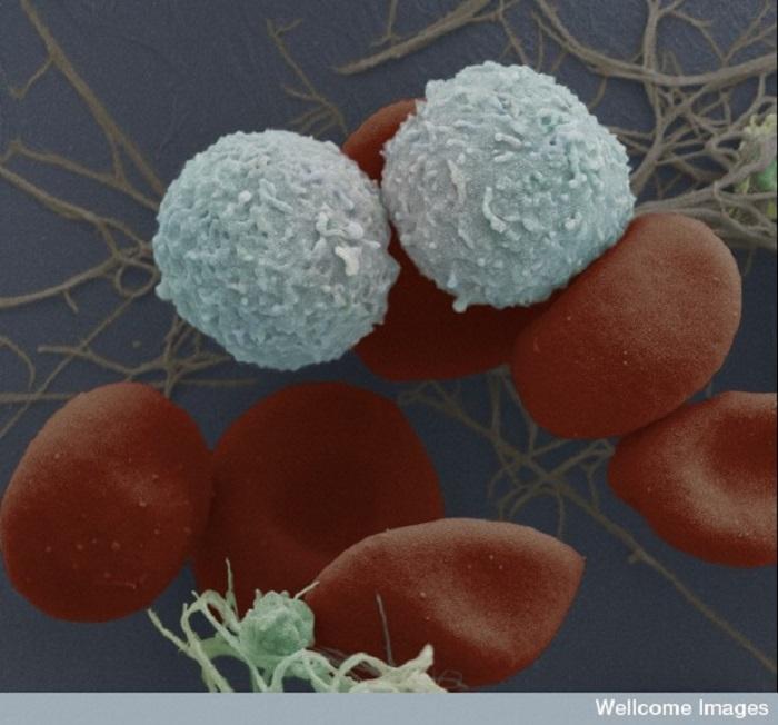 Células madre de la sangre