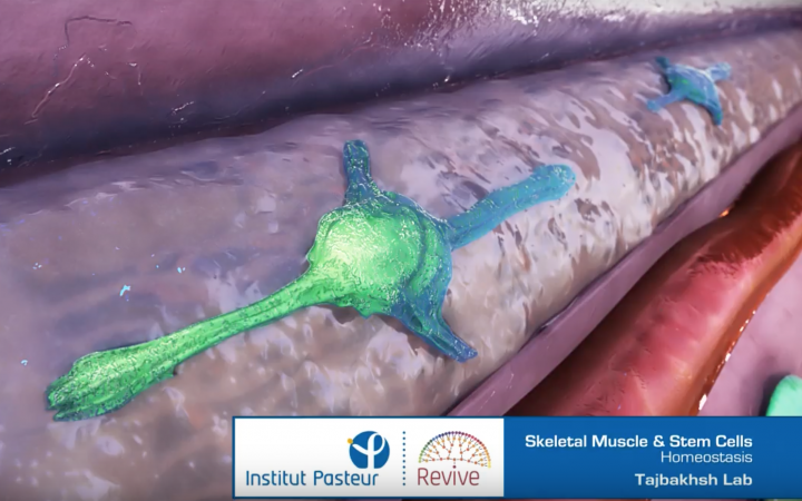 Institut Pasteur: Muscle and Stem Cells picture