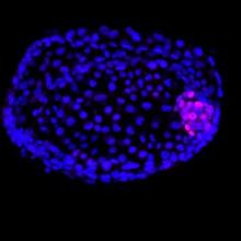 Embryonale Stammzellen: woher kommen sie und was können sie?
