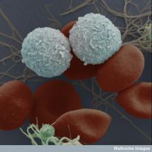 Komórki macierzyste krwi