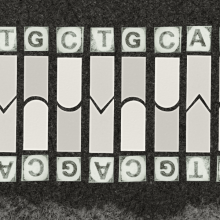 DNA Base pairs 