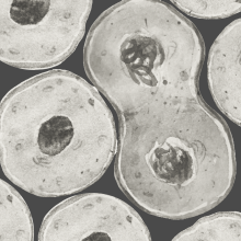 Diagram showingthe derivation and applications of iPS cells