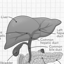 Photograph of a healthy liver