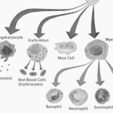 Diagram of blood stem cell differentiation