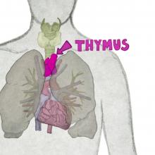 The image shows the location of the thymus in the human body. The thymus is located within the chest cavity, behind the breastbone and between the lungs.