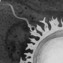 Egg and sperm meeting