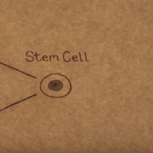 Stem Cell Futures thumbnail