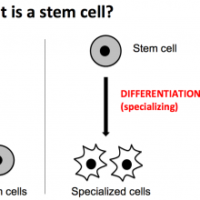 Introducing Stem Cells Thumbnail