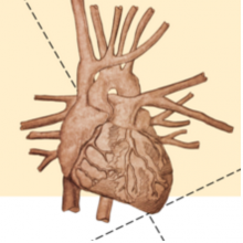Unfolding Organogenesis Heart