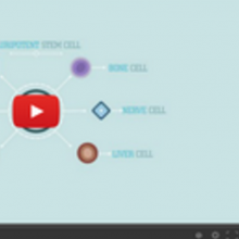 What are stem cells? - a TED-Ed lesson