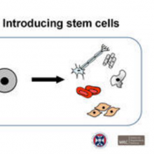 Presentation: Introducing Stem Cells