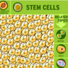 Brain POP: Stem cells: They are what they need to be