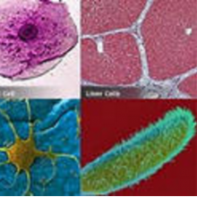 Activity: Cell specialization in vertebrate embryos