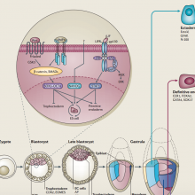 Poster: Molecular mechanisms of stem-cell identity and fate