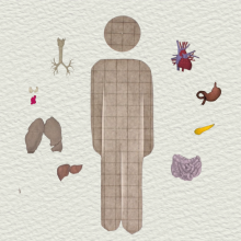 Body and organs 
